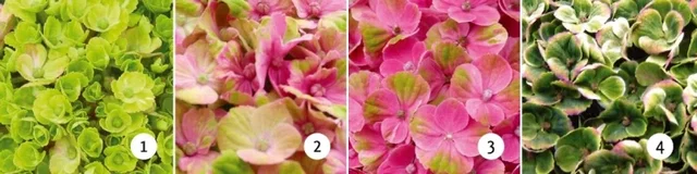Hydrangea macrophylla Magical Coral Pink