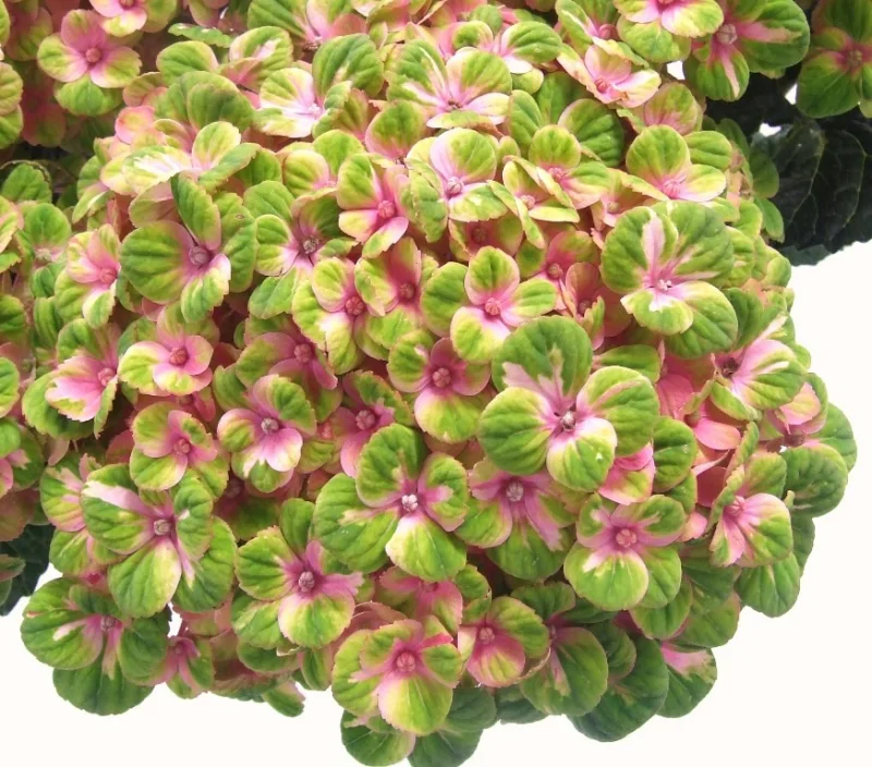 Hydrangea macrophylla Magical Coral Pink-3