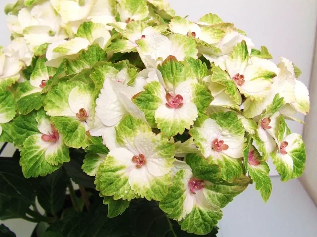 Hydrangea macrophylla Magical Noblesse