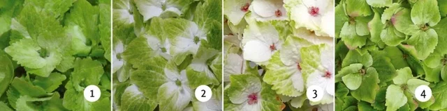 Hydrangea macrophylla Magical Noblesse