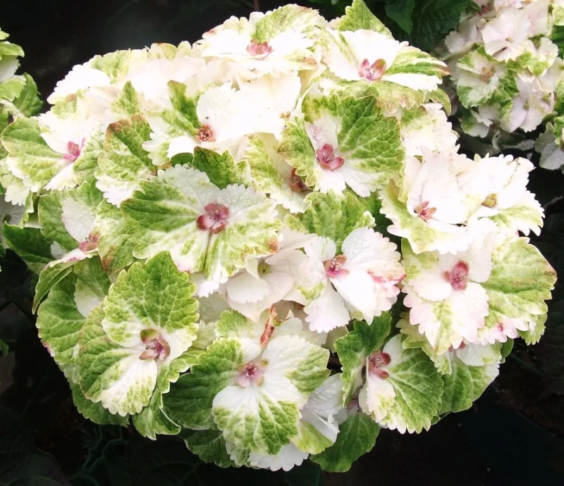 Hydrangea macrophylla Magical Noblesse-3