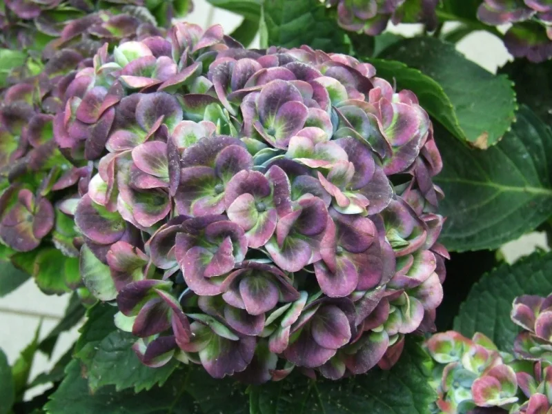 Hydrangea macrophylla 'Magical Revolution Blue' (Hortensia)