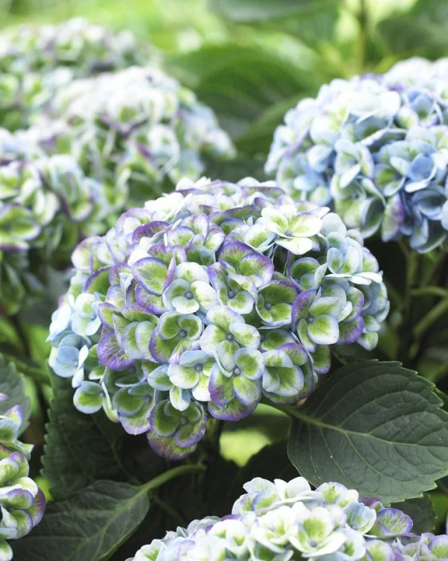 Hydrangea macrophylla 'Magical Revolution Blue' (Hortensia)-2