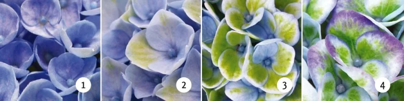 Hydrangea macrophylla 'Magical Revolution Blue' (Hortensia)-3