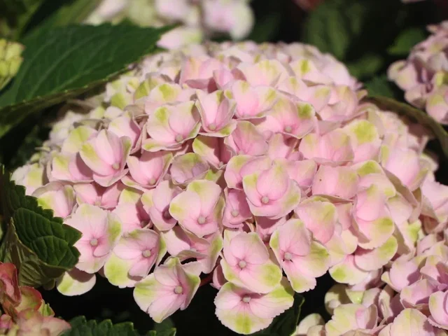 Hydrangea macrophylla Magical Revolution Pink