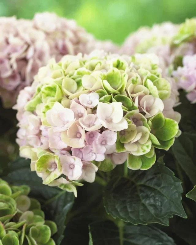 Hydrangea macrophylla Magical Revolution Pink