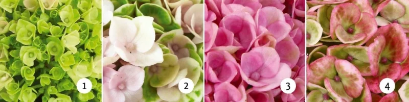 Hydrangea macrophylla Magical Revolution Pink-3