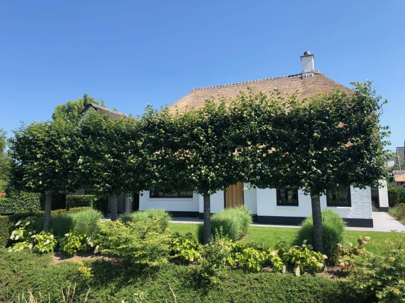 Tilia Cordata Leiboom (Leilinde Winterlinde)-1