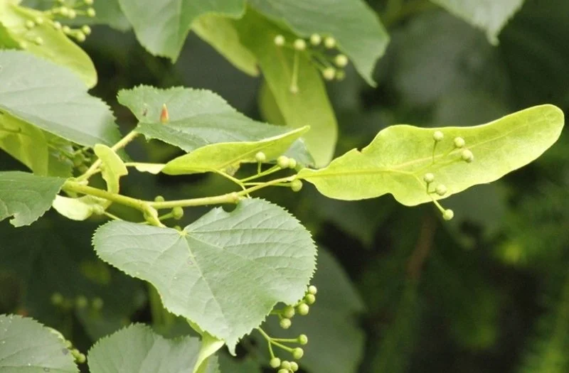 Tilia Cordata Leiboom (Leilinde Winterlinde)-5