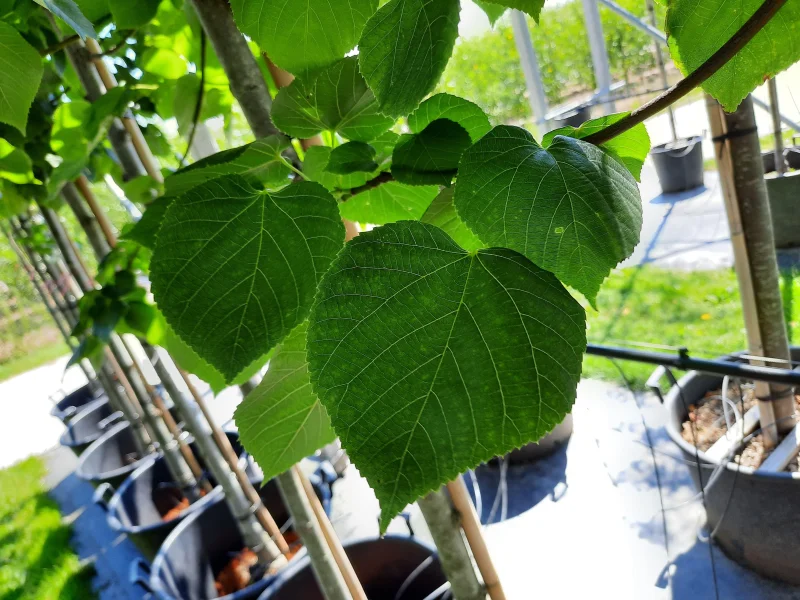 Tilia Europaea Euchlora Leiboom (Leilinde Krimlinde)-2