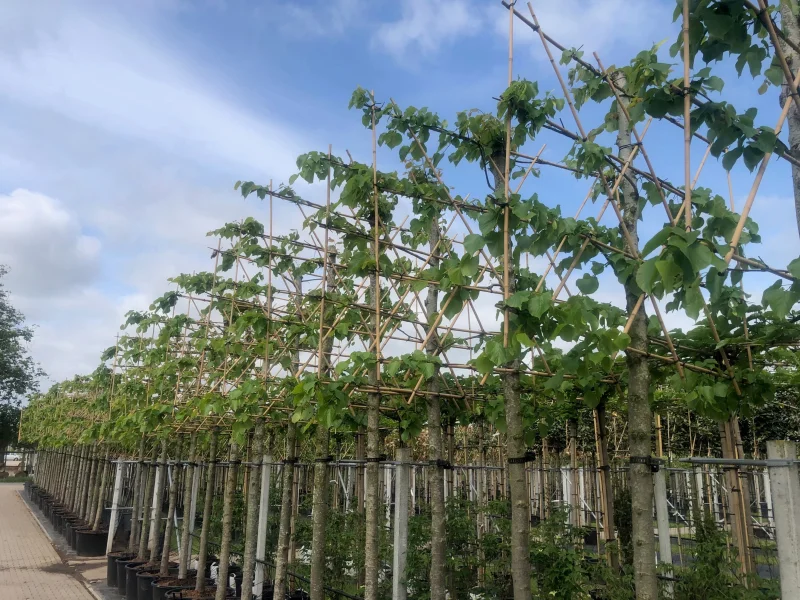 Tilia Europaea Euchlora Leiboom (Leilinde Krimlinde)-3