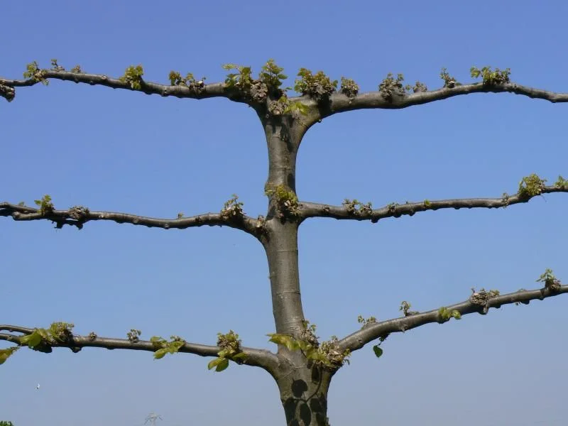 Tilia Europaea Euchlora Leiboom (Leilinde Krimlinde)-5