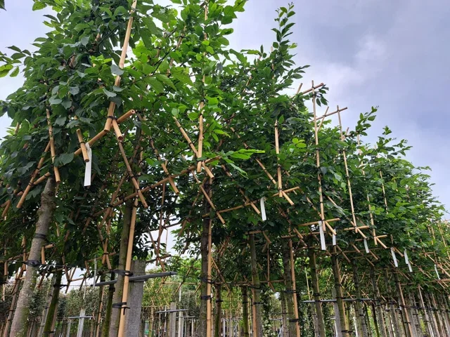 Carpinus Betulus Lucas Spalierbaum (Hainbuche)