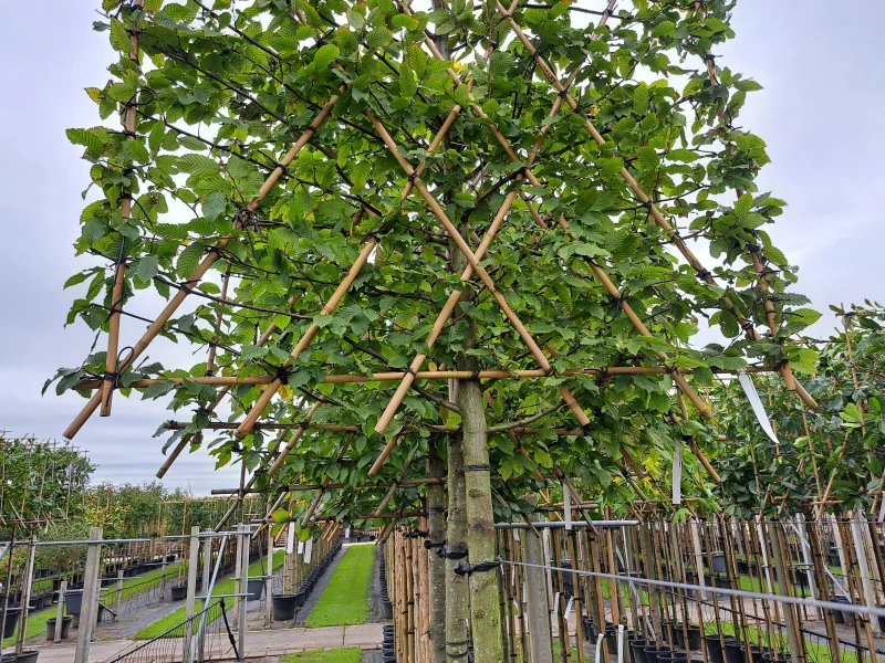 Carpinus Betulus Lucas (Leihaagbeuk)