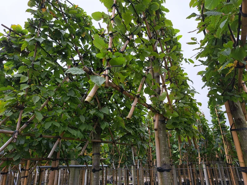 Carpinus Betulus Lucas (Leihaagbeuk)-3
