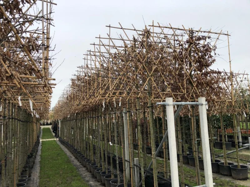 Carpinus Betulus Lucas (Leihaagbeuk)-4