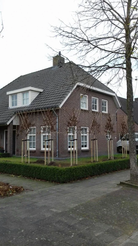 Carpinus Betulus Lucas (Leihaagbeuk)-10