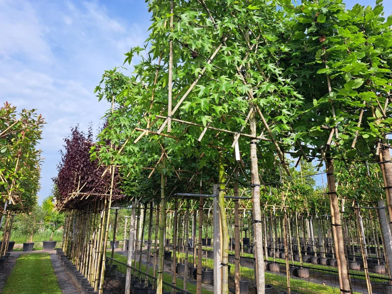 Liquidambar Styraciflua Leiboom (Leiamberboom)
