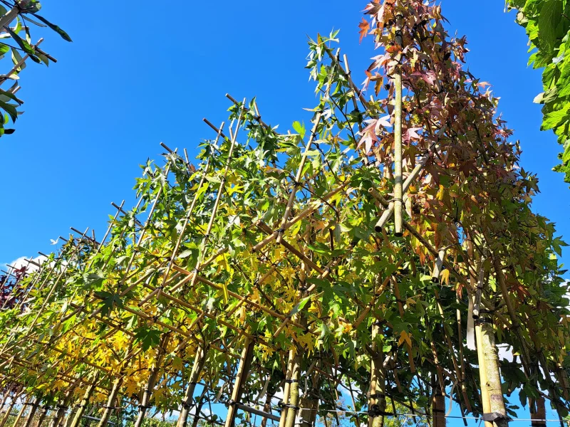 Liquidambar Styraciflua Leiboom (Leiamberboom)-3