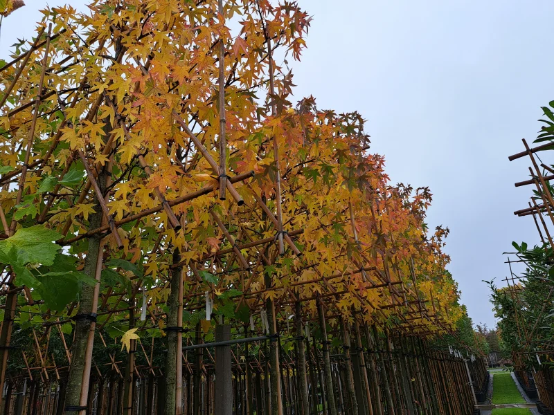 Liquidambar Styraciflua Leiboom (Leiamberboom)-4