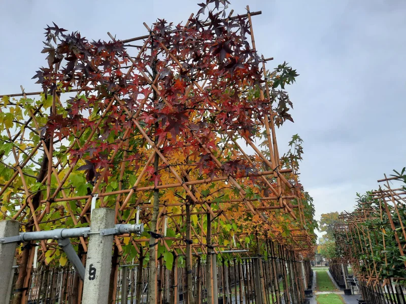 Liquidambar Styraciflua Leiboom (Leiamberboom)-5