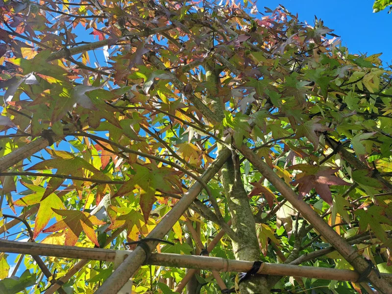 Liquidambar Styraciflua Leiboom (Leiamberboom)-6