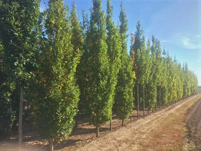 Quercus Palustris Green Pillar (Säulen-Sumpfeiche)