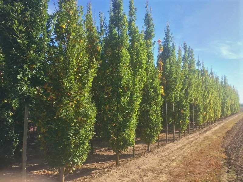 Quercus Palustris Green Pillar (Zuilmoeraseik )