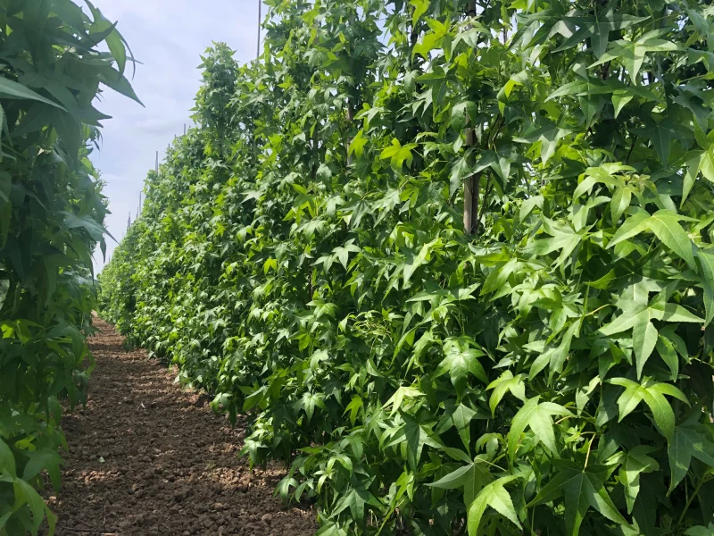 Liquidambar Styraciflua Slender Silhouette (Zuilamberboom)