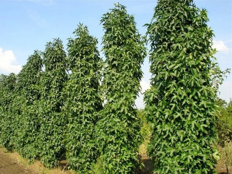Liquidambar Styraciflua Slender Silhouette (Zuilamberboom)-3