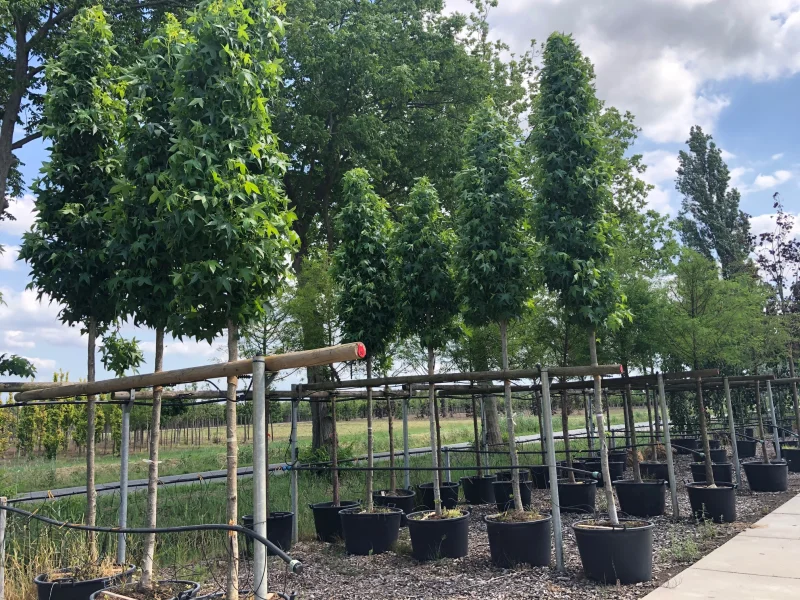 Liquidambar Styraciflua Slender Silhouette (Zuilamberboom)-4