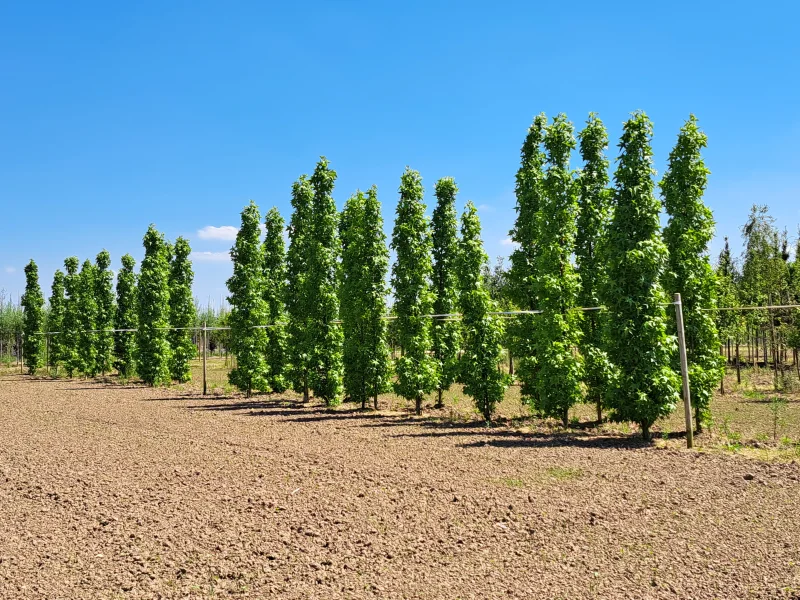 Liquidambar Styraciflua Slender Silhouette (Zuilamberboom)-5