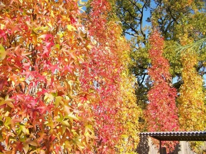 Liquidambar Styraciflua Slender Silhouette (Zuilamberboom)-6
