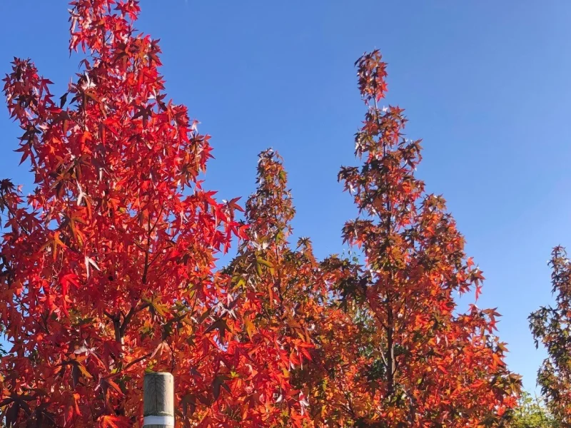 Liquidambar Styraciflua Slender Silhouette (Zuilamberboom)-7