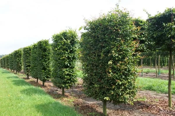 Carpinus Betulus Haagelement (Leihaagbeuk)