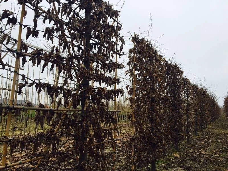 Carpinus Betulus Haagelement (Leihaagbeuk)-2