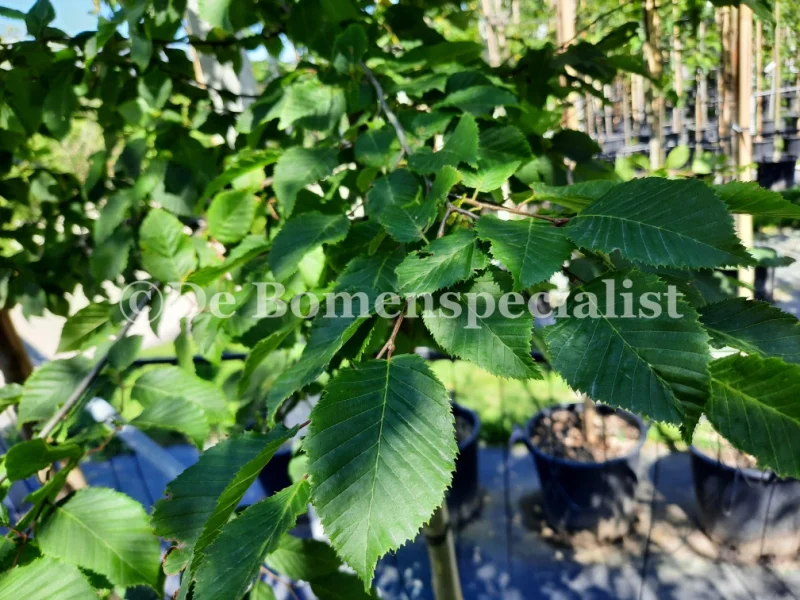 Carpinus Betulus Haagelement (Leihaagbeuk)-4