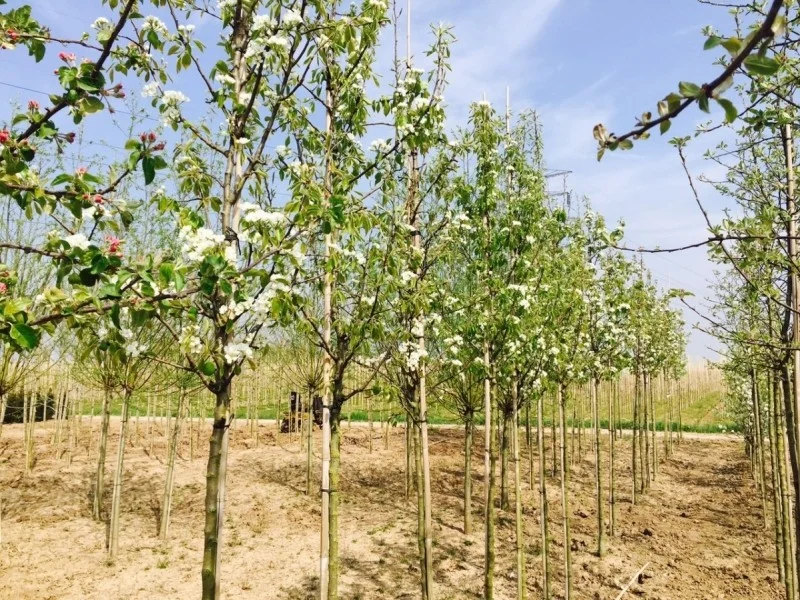 Malus domestica Ecolette (Handappel)
