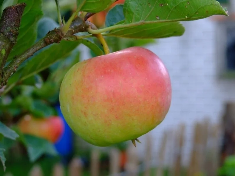 Malus domestica Ecolette (Handappel)-3