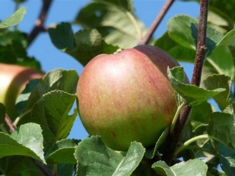 Malus domestica Lena (Handappel)-3