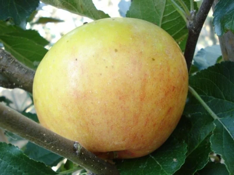 Malus domestica James Grieve (Handappel)-3