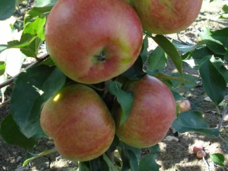 Malus domestica Raijka (Handappel)-3