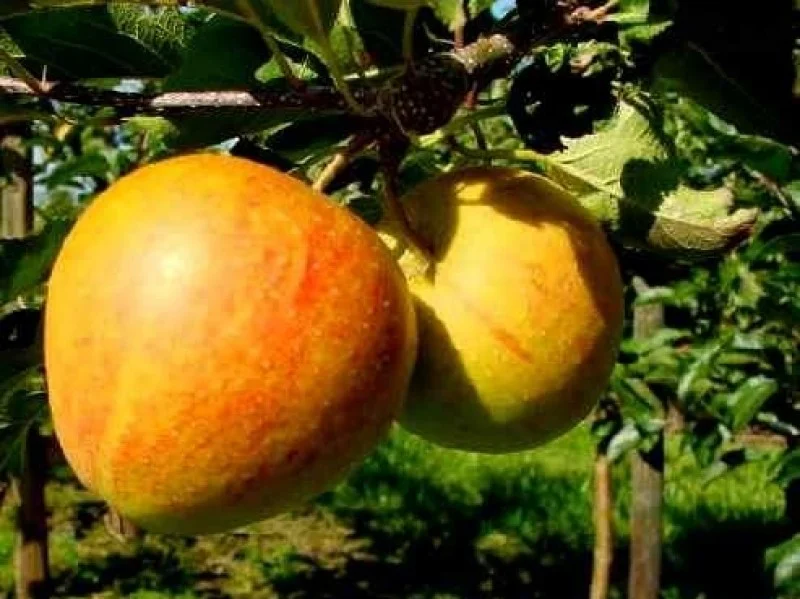 Malus domestica Rosanna (Handappel)-3