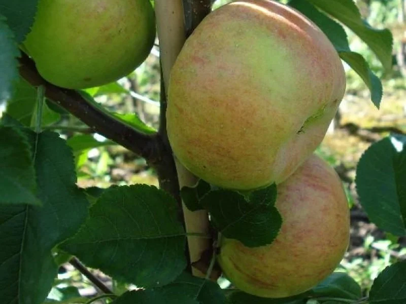 Malus domestica Topaz (Handappel)-3