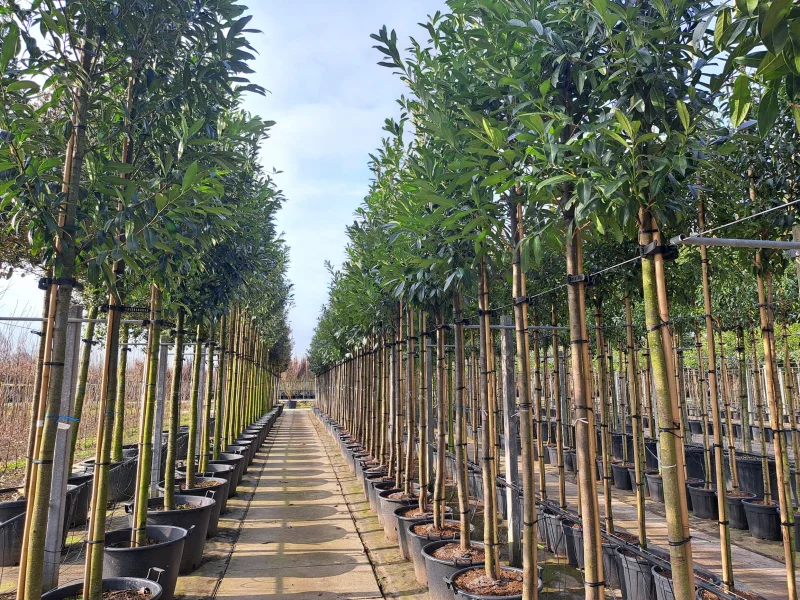 Prunus Laurier Caucasica (Groenblijvende Laurier)-1