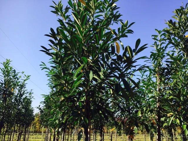 Prunus Laurocerasus Caucasica (Kirschlorbeer)