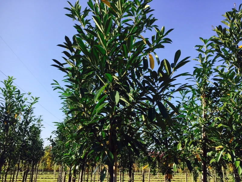 Prunus Laurier Caucasica (Groenblijvende Laurier)