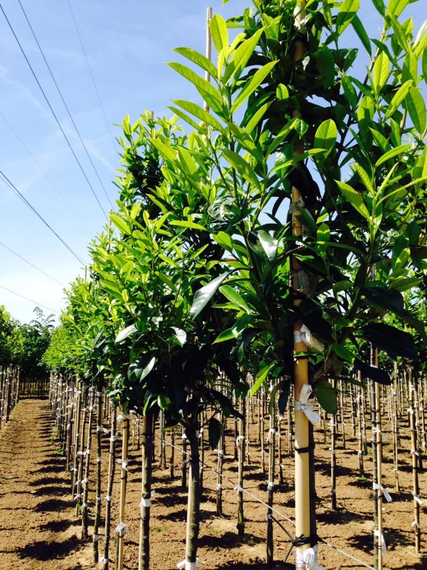 Prunus Laurier Caucasica (Groenblijvende Laurier)-3