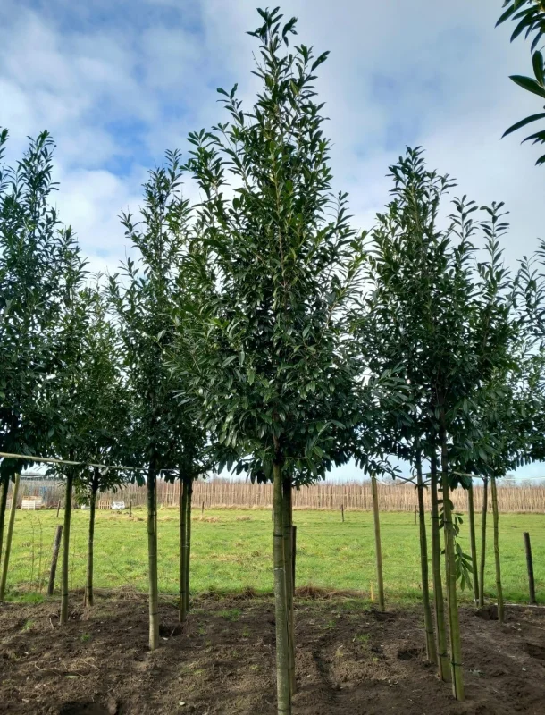 Prunus Laurier Caucasica (Groenblijvende Laurier)-4