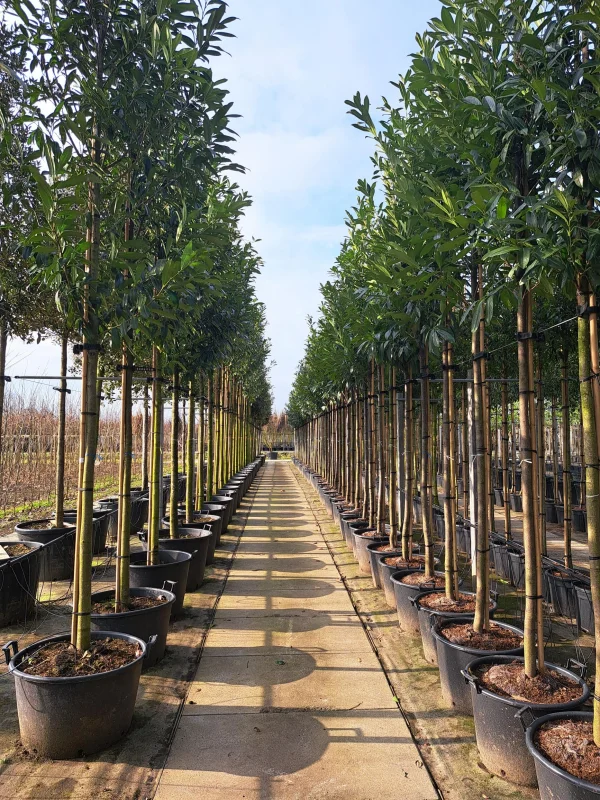 Prunus Laurier Caucasica (Groenblijvende Laurier)-5